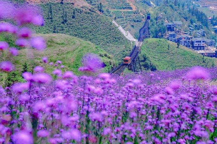 purple flower gardens