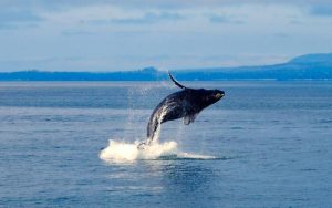 wildlife watching in scandinavia