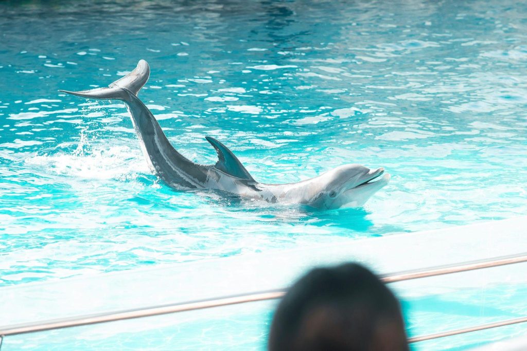 dubai dolphin show