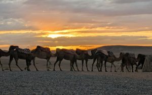 desert safari in dubai