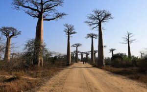 madagascar