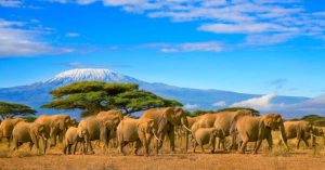 tanzania safari packages