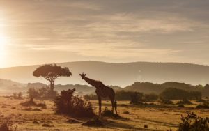 safari destinations in kenya