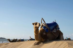 dune buggy tour