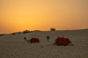 evening desert safari