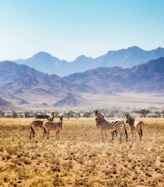 namibia visa from dubai