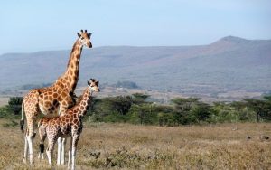 safaris in kenya