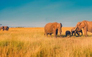 visiting kenya