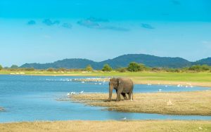 wildlife safaris in sri lanka