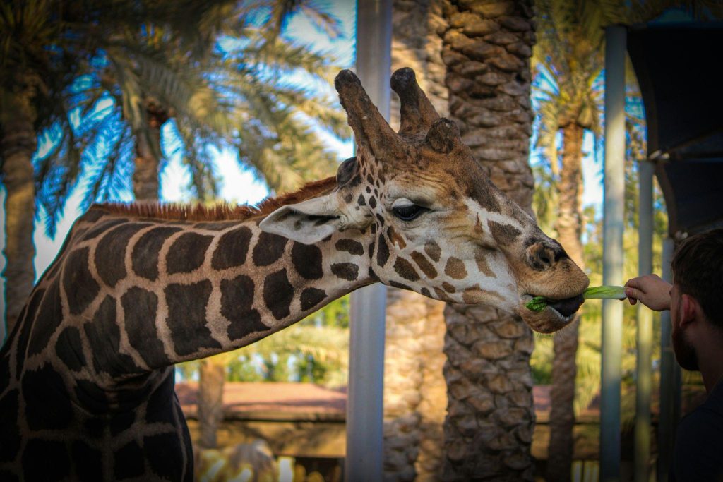 dubai safari park tickets