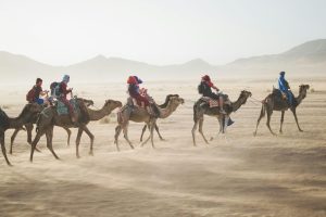 musandam dibba trip