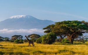 safari photography