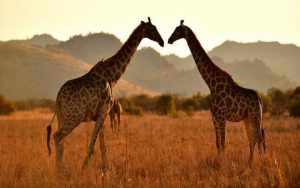 south africa tour package
