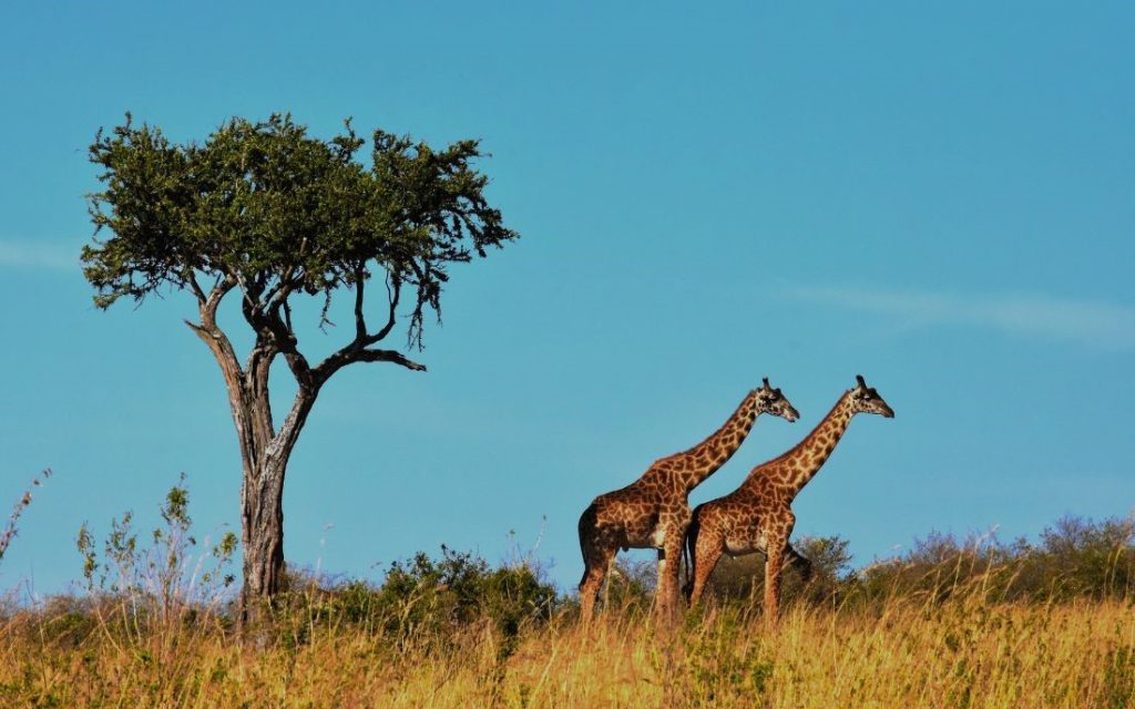 tanzania safari