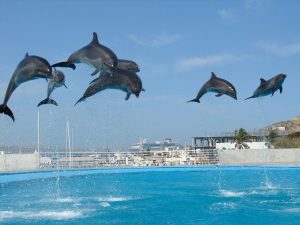 dolphin bay dubai