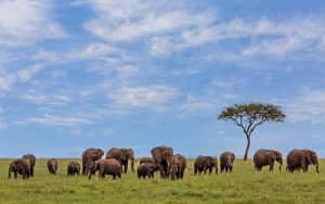 kenya travel safety tips